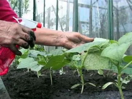 Cultivarea de castraveți în tehnologia de plantare sere de iarnă și de îngrijire