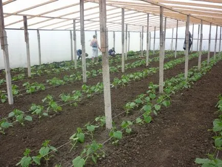 Отглеждането на краставици в оранжерии технология зимата засаждане и грижи