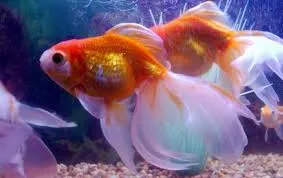 Veiltail (Goldfish veiltail) fotografii, conținut, de îngrijire, boli, magazin pentru animale de companie on-line