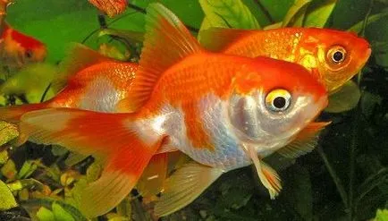 Veiltail (Goldfish veiltail) fotografii, conținut, de îngrijire, boli, magazin pentru animale de companie on-line