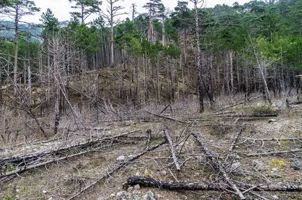 A kampány