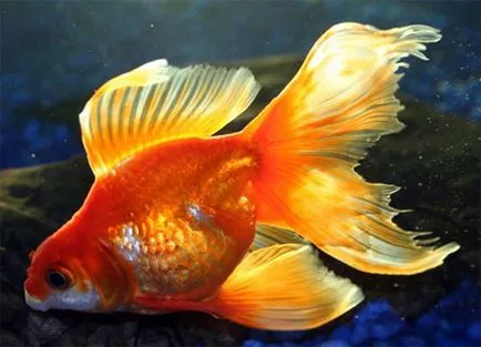 Veiltail (Goldfish veiltail) fotografii, conținut, de îngrijire, boli, magazin pentru animale de companie on-line