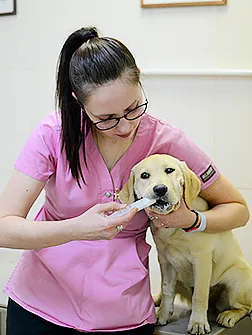 De ce ai nevoie de un X-ray cu un contrast - Clinica veterinara de Vest