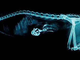 De ce ai nevoie de un X-ray cu un contrast - Clinica veterinara de Vest