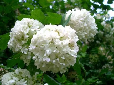 Berry - vindecator dieta sanatoasa Viburnum