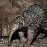 viper Animal (55 poze) soiuri de marsupiale anteaters spinoase habitat, arata australian, cum ar fi