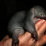 viper Animal (55 poze) soiuri de marsupiale anteaters spinoase habitat, arata australian, cum ar fi