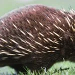 viper Animal (55 poze) soiuri de marsupiale anteaters spinoase habitat, arata australian, cum ar fi