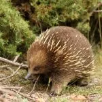 viper Animal (55 poze) soiuri de marsupiale anteaters spinoase habitat, arata australian, cum ar fi