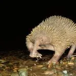 viper Animal (55 poze) soiuri de marsupiale anteaters spinoase habitat, arata australian, cum ar fi