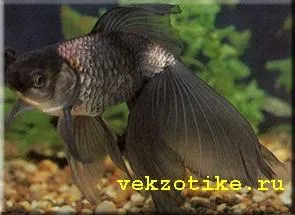 Goldfish veiltail