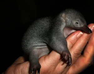 viper Animal (55 poze) soiuri de marsupiale anteaters spinoase habitat, arata australian, cum ar fi