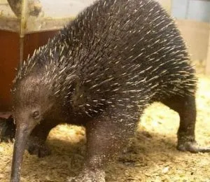 viper Animal (55 poze) soiuri de marsupiale anteaters spinoase habitat, arata australian, cum ar fi