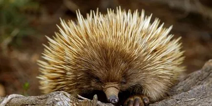 viper Animal (55 poze) soiuri de marsupiale anteaters spinoase habitat, arata australian, cum ar fi