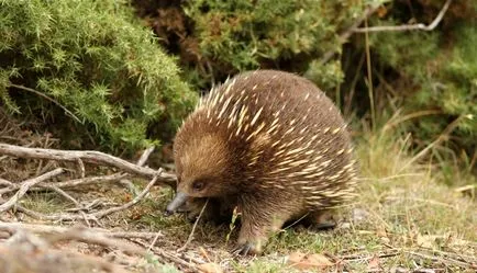 viper Animal (55 poze) soiuri de marsupiale anteaters spinoase habitat, arata australian, cum ar fi