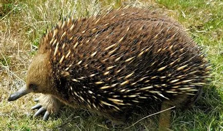 viper Animal (55 poze) soiuri de marsupiale anteaters spinoase habitat, arata australian, cum ar fi