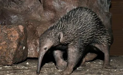 viper Animal (55 poze) soiuri de marsupiale anteaters spinoase habitat, arata australian, cum ar fi