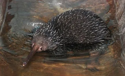 Állati vipera (55 fotó) fajták tüskés hangyászok élőhely erszényes, ausztrál néz ki, mint