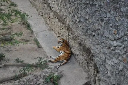 Zoo Nikolaev Adresa, animale