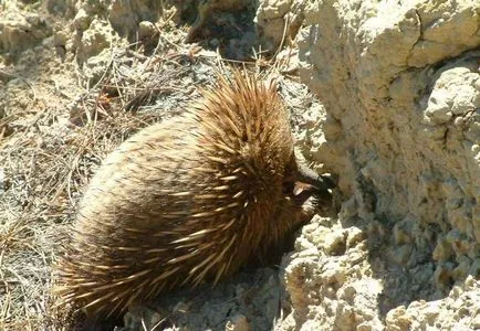 Állati vipera (55 fotó) fajták tüskés hangyászok élőhely erszényes, ausztrál néz ki, mint