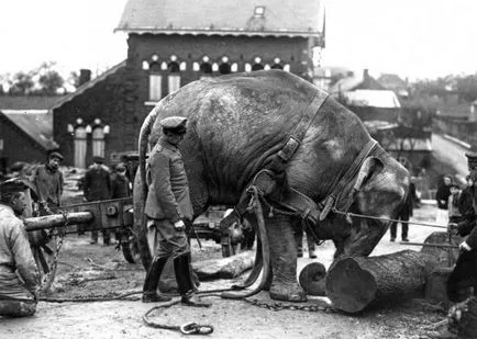 Animale în War Memorial