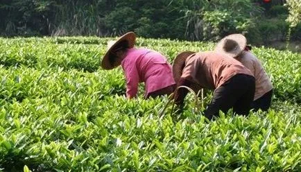 10 lucruri importante despre Da Hong Pao