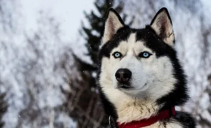 10 lenyűgöző tények a Huskies