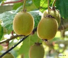 Actinidia és kiwi együtt ivaem