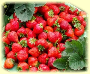 căpșuni agrotehnici remontant în creștere din semințe