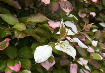 Actinidia kolomikta ültetés és gondozás, termesztés, fajtaleírási, hasznos tulajdonságok