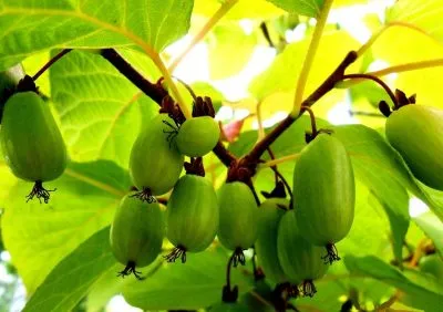 Actinidia kolomikta ültetés és gondozás, termesztés, fajtaleírási, hasznos tulajdonságok