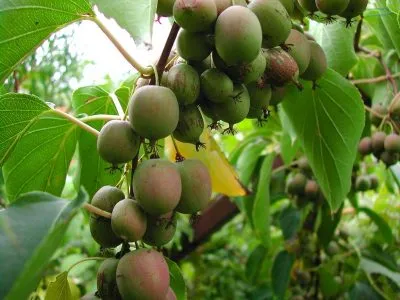 Actinidia kolomikta ültetés és gondozás, termesztés, fajtaleírási, hasznos tulajdonságok