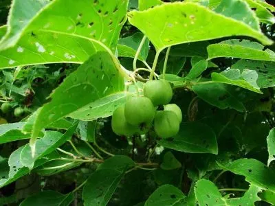 Actinidia kolomikta ültetés és gondozás, termesztés, fajtaleírási, hasznos tulajdonságok