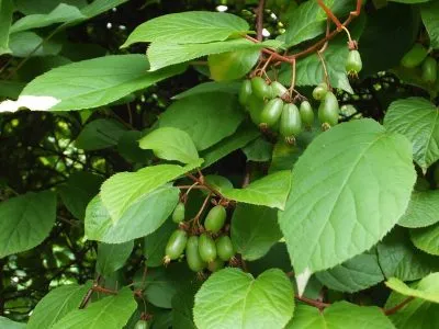 Actinidia kolomikta ültetés és gondozás, termesztés, fajtaleírási, hasznos tulajdonságok