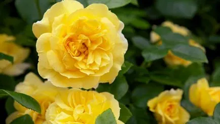 Trandafirii englezești parc, prin pulverizare; plantare și îngrijire