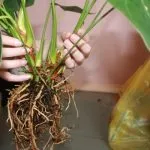 Anthurium transzplantáció az otthoni virág