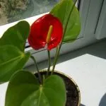 transplant Anthurium în floare de origine