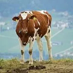 Еършър крава разполага gernzeyskaya Йоркшир порода за разплод и за условията на задържане