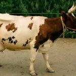Еършър крава разполага gernzeyskaya Йоркшир порода за разплод и за условията на задържане