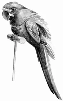 Arar, sau arakanga - cum să învețe un papagal pentru a vorbi