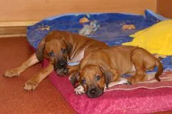 catelus Alfabet - Rhodesian Ridgeback - pepinieră creasta s stea