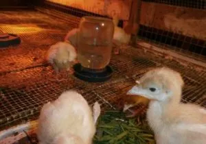 Antibiotikumok poults megelőzésére és betegségek kezelésére