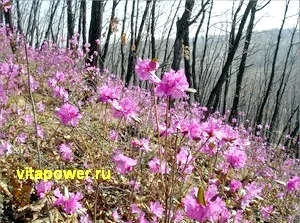 LEDUM в лечението на болестта