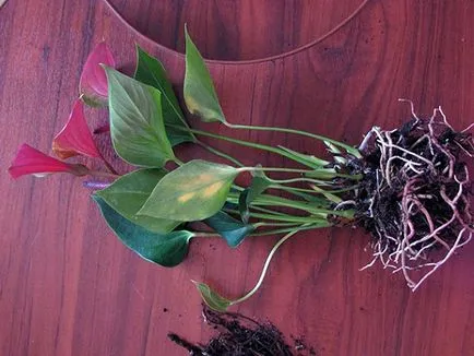 transplant Anthurium în floare de origine