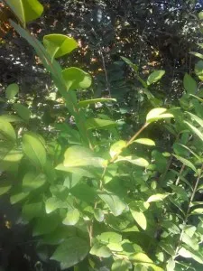 Ligustrum папрат засаждане и грижи, снимка