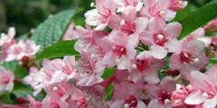 Ligustrum папрат - жив плет