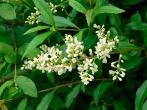 Ligustrum папрат - жив плет