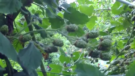 Gyors megfelelő metszés szeder bokrok ősszel hozamának növelése