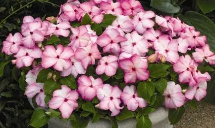 Impatiens отглеждане от семена