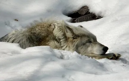 câine vagabond a salvat viața omului toată noaptea incalzind în pădure de iarnă